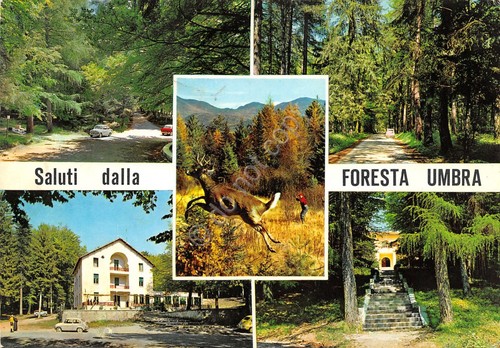 Cartolina Foresta Umbra vedute 1968 Tassata (Foggia)