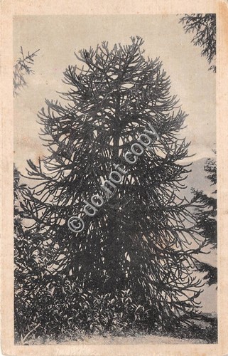 Cartolina Ghiffa Casa di Cure Dott. Rovetta 1937