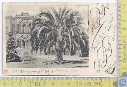 Cartolina Gize -Egitto - Palmier gigantesque - 1901