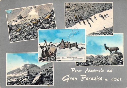 Cartolina Gran Paradiso vedute fauna 1964 (Torino)
