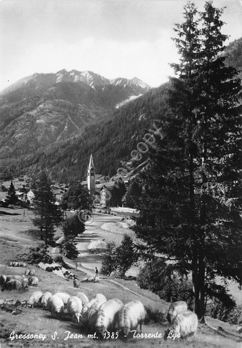 Cartolina Gressoney Torrente Lys pascolo gregge (Aosta)