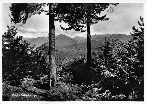 Cartolina Lago Maggiore panorama fra piante anni '50
