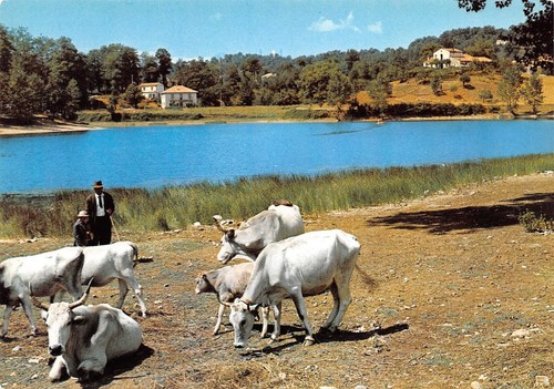Cartolina Lagonegro Lago Sirino Mucche contadino
