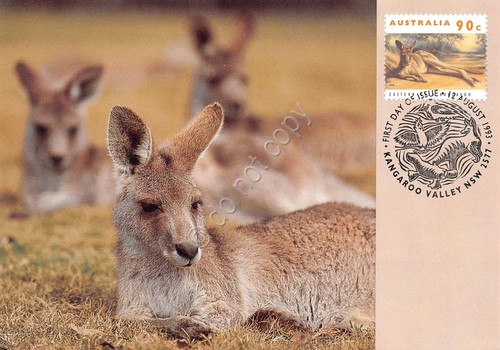 Cartolina Maximum Australia Kangaroon Valley 1993
