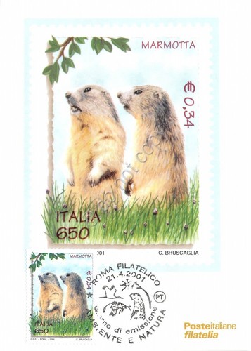 Cartolina Maximum Marmotta L'ambiente e la natura 2001