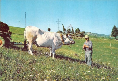 Cartolina Mioglia - pascolo - 1990 (Genova)