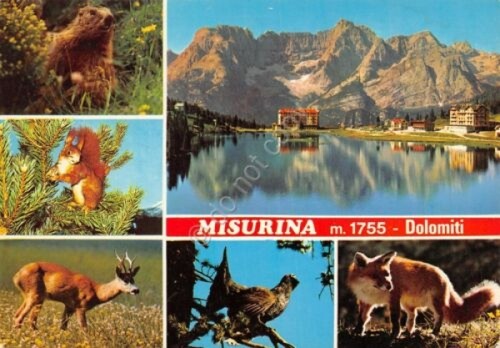 Cartolina Misurina vedute panorama e animali (Belluno)