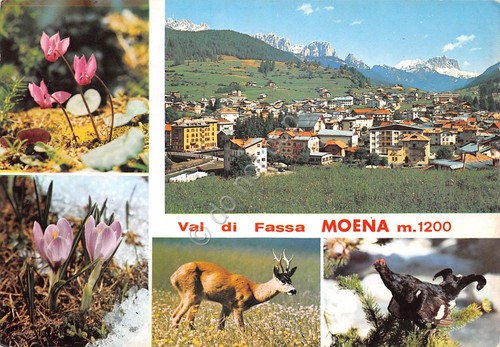 Cartolina Moena Val di Fassa vedute varie e animali fiori …