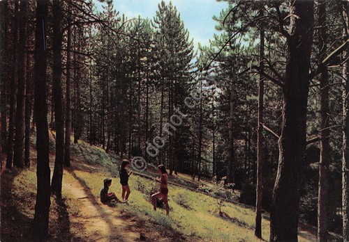 Cartolina Montese Pineta animata 1983