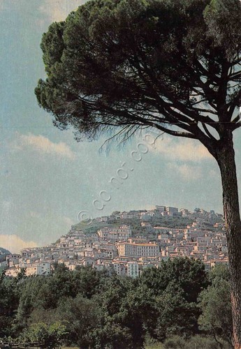 Cartolina Morcone panorama paese con pino di Villa Carmen anni …