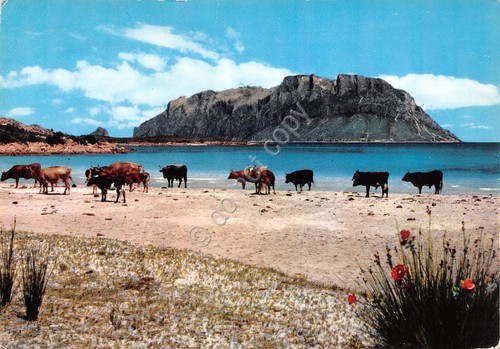 Cartolina Olbia mucche in spiaggia