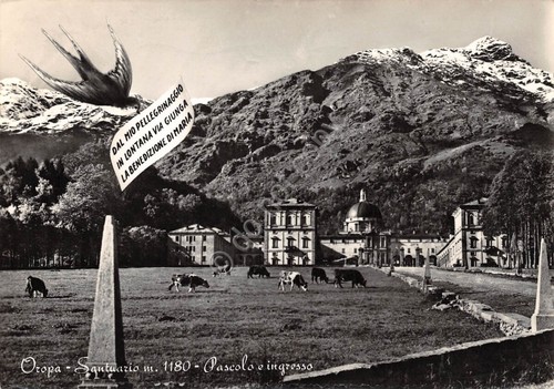 Cartolina Oropa Santuario Pascolo mucche 1964 (Biella)