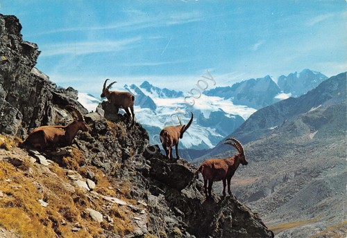 Cartolina Parco Nazionale del Gran Paradiso stambecchi 1989