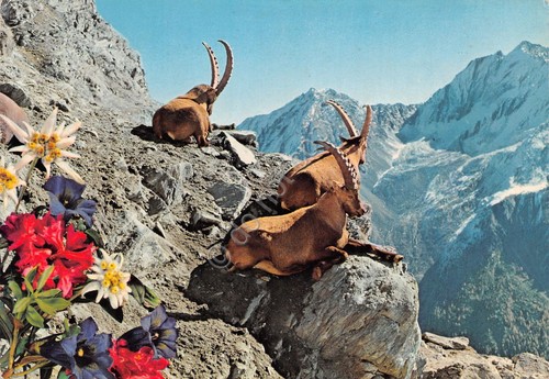Cartolina Parco Nazionale del Gran Paradiso stambecchi fiori alpini Timbro …