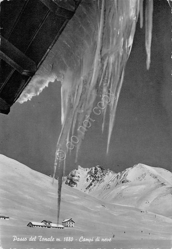 Cartolina Passo del Tonale Campi di neve 1957