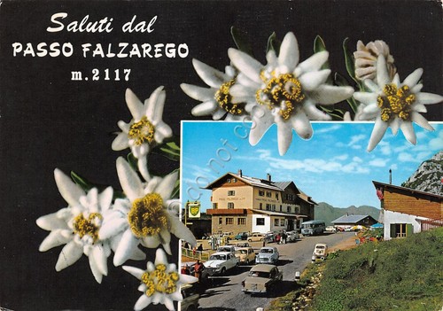 Cartolina Passo Falzarego veduta e stelle alpine (Belluno)