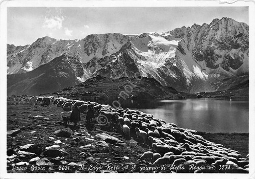 Cartolina Passo Gavia Lago nero pascolo pecore 1954 (Brescia)