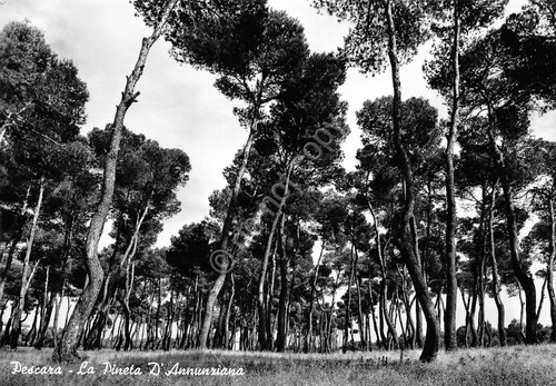 Cartolina Pescara Pineta D'Annunziana 1958