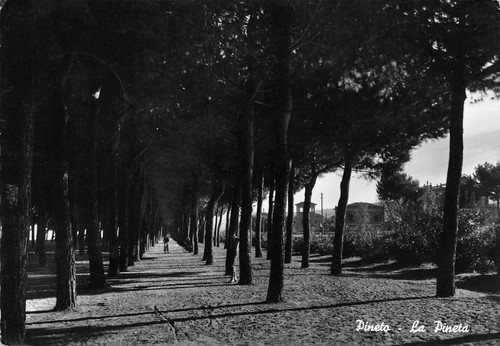 Cartolina Pineto La Pineta 1960