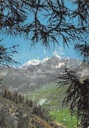 Cartolina Primolo Valmalenco Pineta e Pizzo Tremoggia 1965