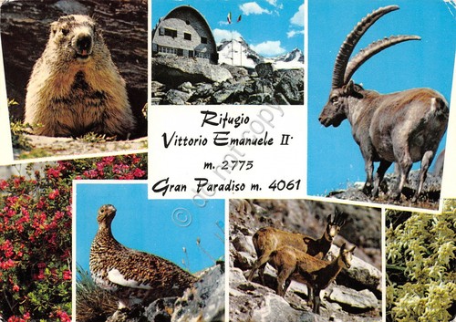 Cartolina Rifugio Vittorio Emanuele II vedute fauna 1975 Timbro rifugio …