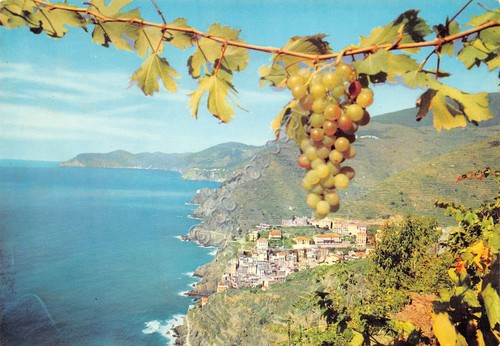 Cartolina Riomaggiore panorama con uva