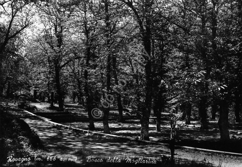 Cartolina Rovegno Bosco della Mogliarina 1958
