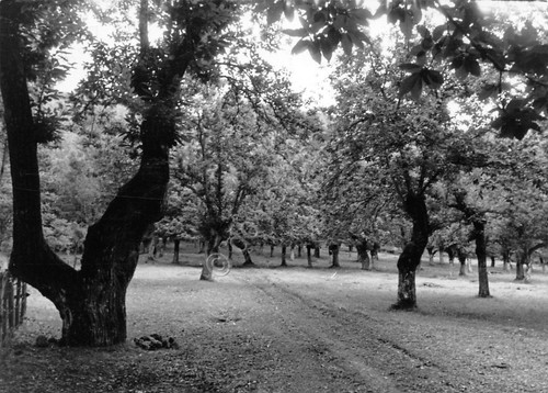 Cartolina Rovegno Bosco di Annibale 1957