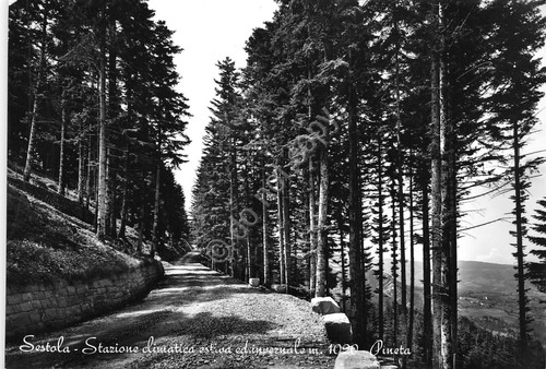 Cartolina Sestola viale nella pineta 1961