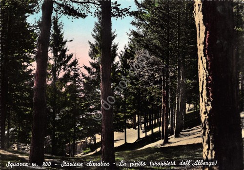 Cartolina Squazza Pineta proprietà Albergo la Squazza