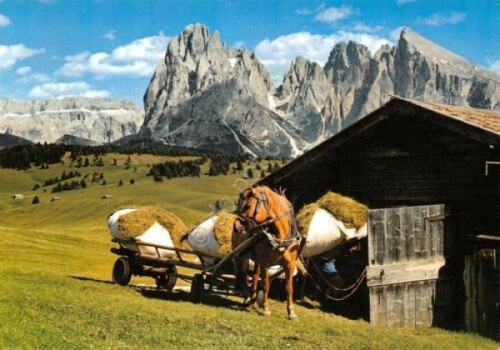 Cartolina Sudtirol Alpe di Siusi stalla cavallo con fieno 1971