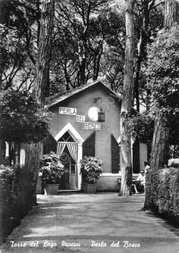 Cartolina Torre del Lago Puccini Perla del Bosco 1961