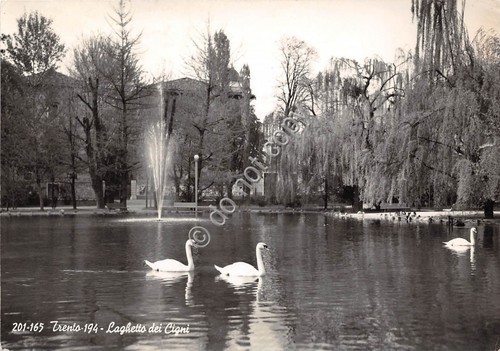 Cartolina Trento Laghetto di Cigni Ed Ghedina 1957