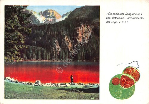 Cartolina Tuenno Lago di Tovel Fenomeno colorazione lago rosso Glenodinium …