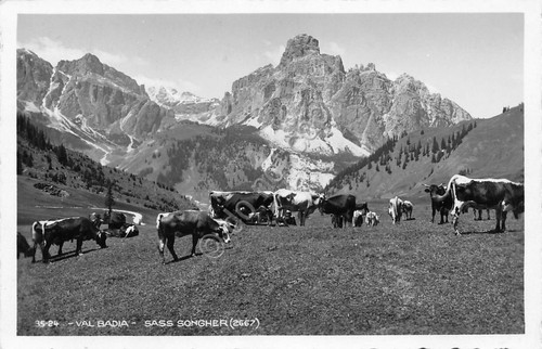 Cartolina Val Badia Sass Songher panorama con mucche 1938