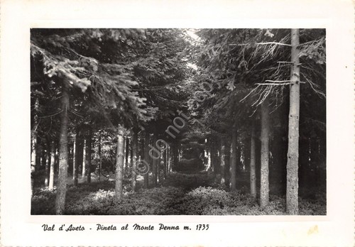 Cartolina Val D'Aveto pineta al Monte Penna 1955