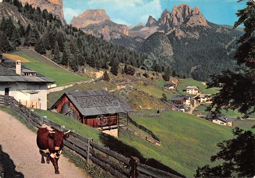 Cartolina Val Gardena Selva panorama parziale mucca Timbro Risparmio 1971