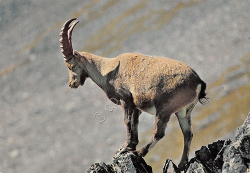 Cartolina Valle d' Aosta Parco Nazionale Gran Paradiso Stambecco 1980