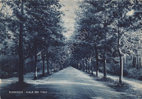 Cartolina Viareggio Viale dei Tigli 1950 (Lucca)