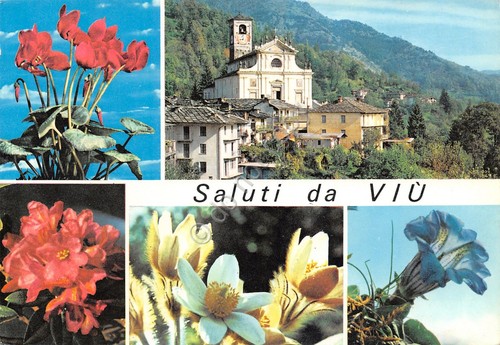 Cartolina Viù 5 vedute panorama fiori genziana ciclamino (Torino)