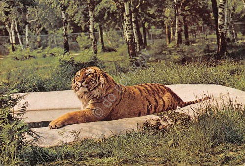 Cartolina Zoo Safari Statale Arona Novara Tigre