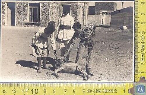 Cattura di una Iena - Africa Orientale Italiana - Ascari …