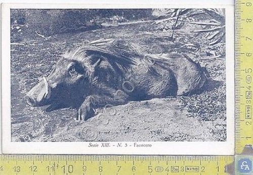 Colonia Eritrea - Facocero - Serie XIII - n.3 - …