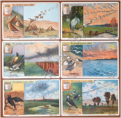 Figurine Liebig - Italia - Sang. 1122 - La migrazione …