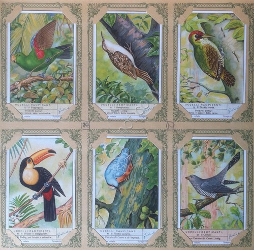 Figurine Liebig Italia - Sang. 1365 - Uccelli rampicanti - …