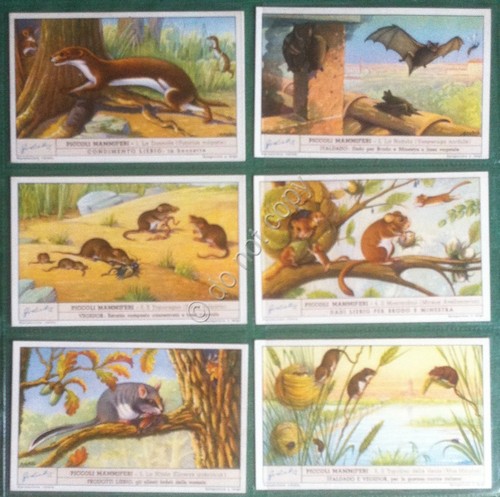 Figurine Liebig Italia 1948 - S 1467 - Piccoli Mammiferi