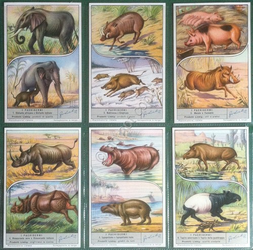 Figurine Liebig Italia 1953 - S 1572 - I Pachidermi