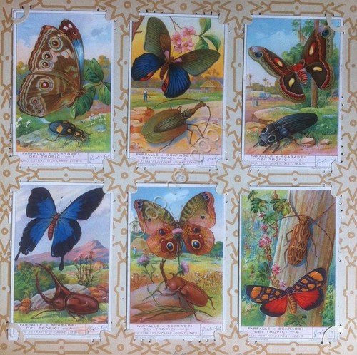 Figurine Liebig Italia Sang. 1315 - Farfalle e Scarabei dei …