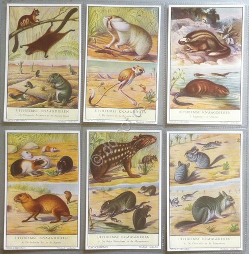 Figurine Liebig Olanda - S 1600 - I Rosicanti Esotici …