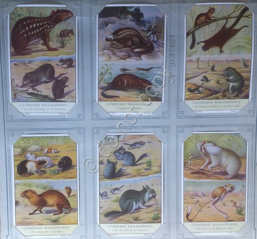 Figurine Liebig Olanda - S 1600 - Uitheemse Knaagdieren I …